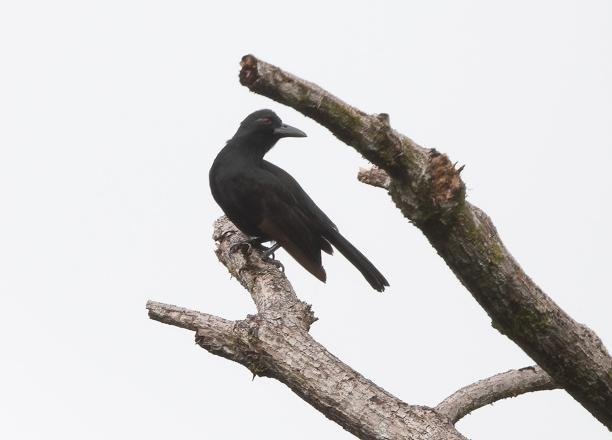 Obi Paradise-crow - ML525269321
