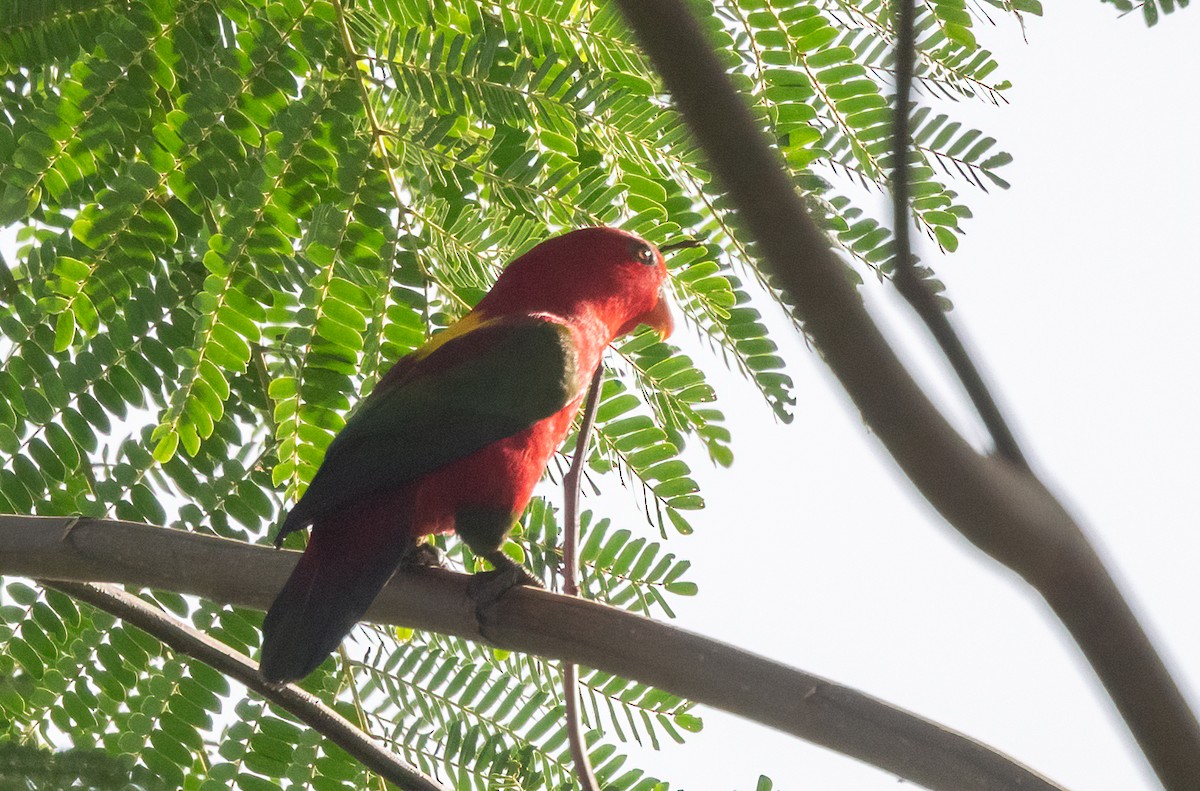 Chattering Lory - ML525269951