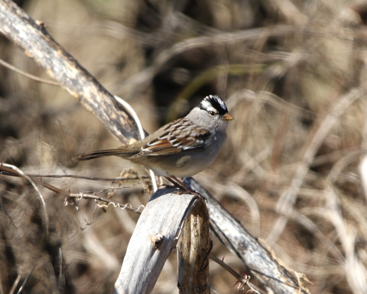 White-crowned Sparrow - ML525270171