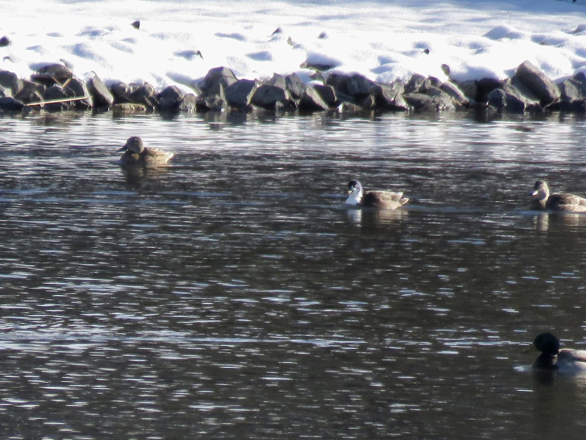 Mallard (Domestic type) - Michelle Wainer