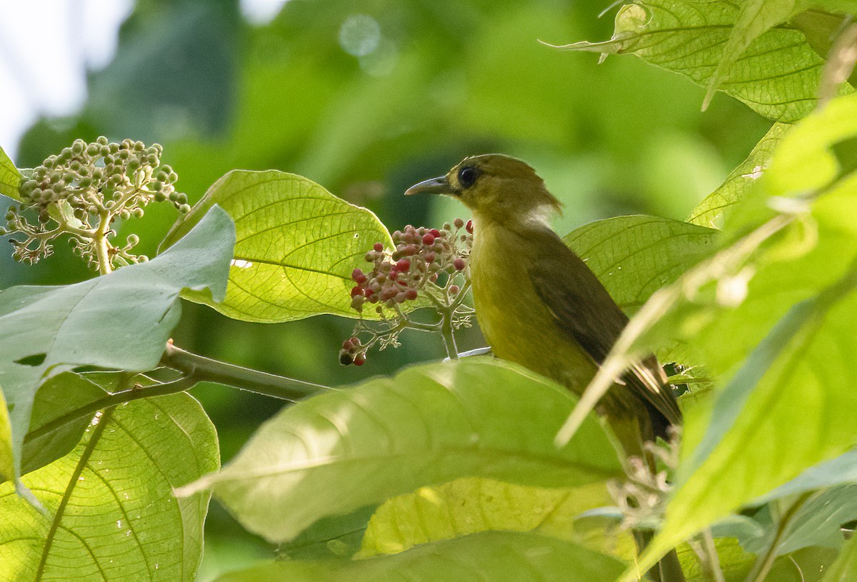 Obi Golden-Bulbul - John Sterling