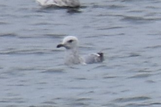 Gaviota Argéntea - ML525270621