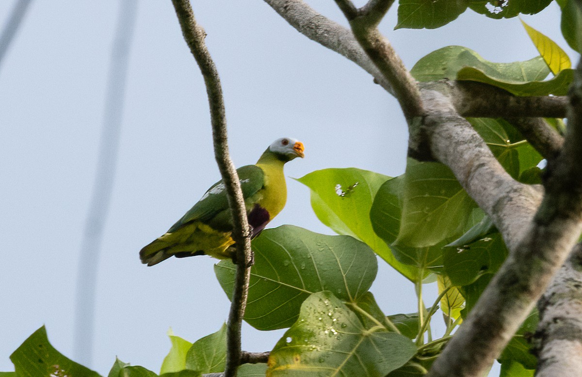 Carunculated Fruit-Dove - ML525270881