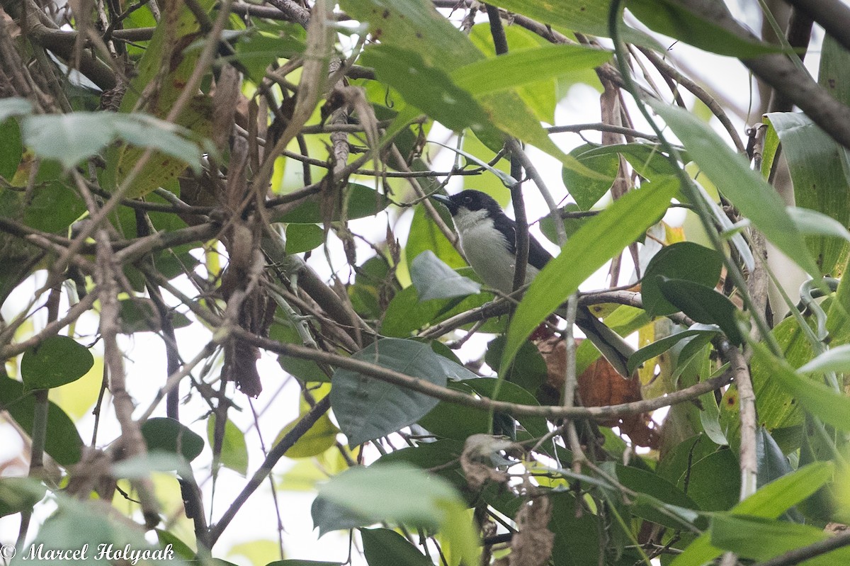 Black-chinned Monarch - ML525271351