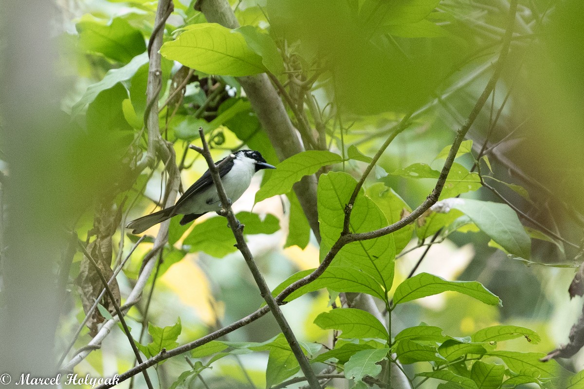 Black-chinned Monarch - Marcel Holyoak