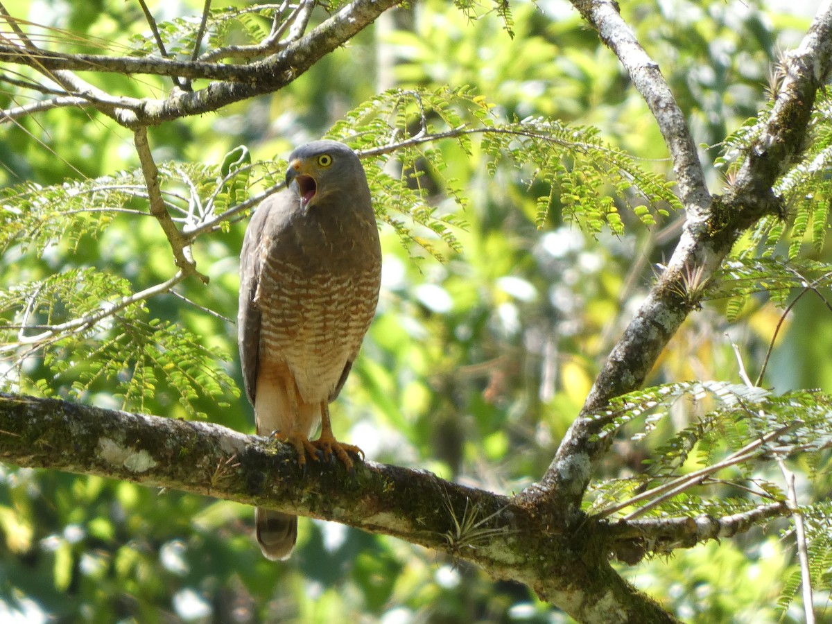 Roadside Hawk - ML525271551