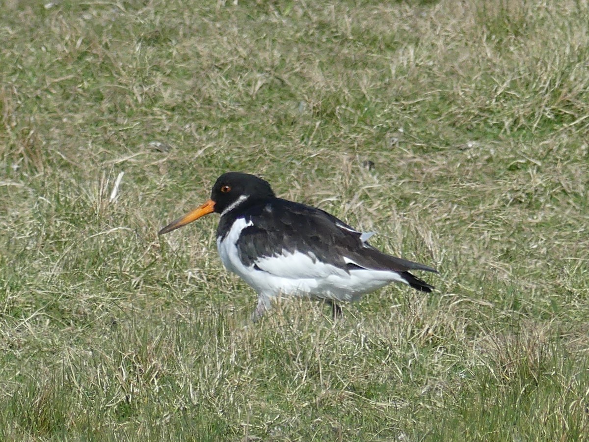 Eurasian Oystercatcher - ML52527271