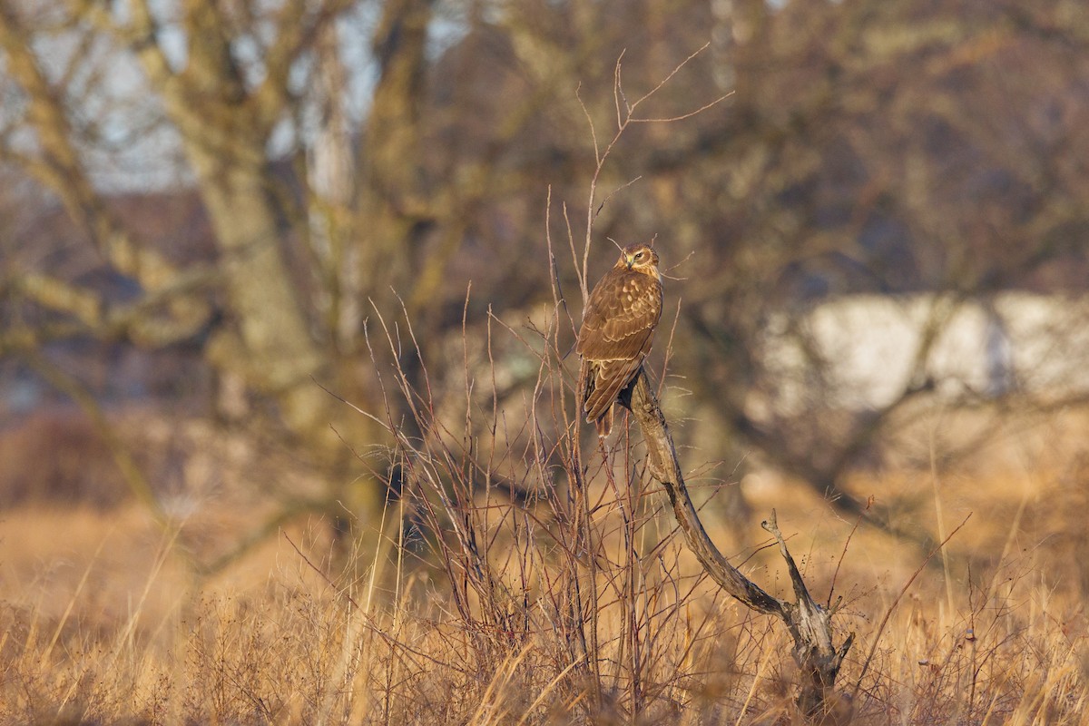 Northern Harrier - ML525272911