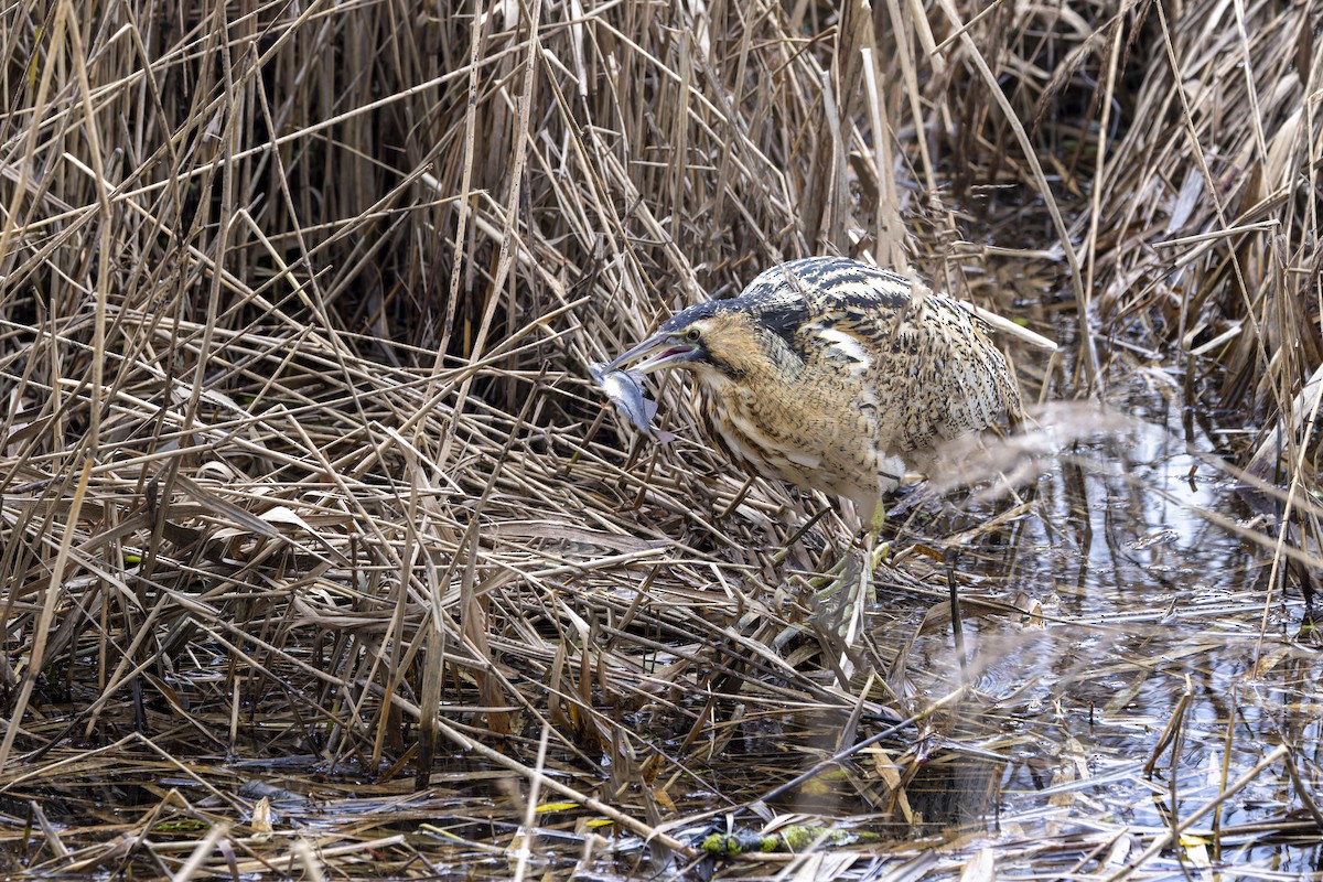 Бугай водяний - ML525273391