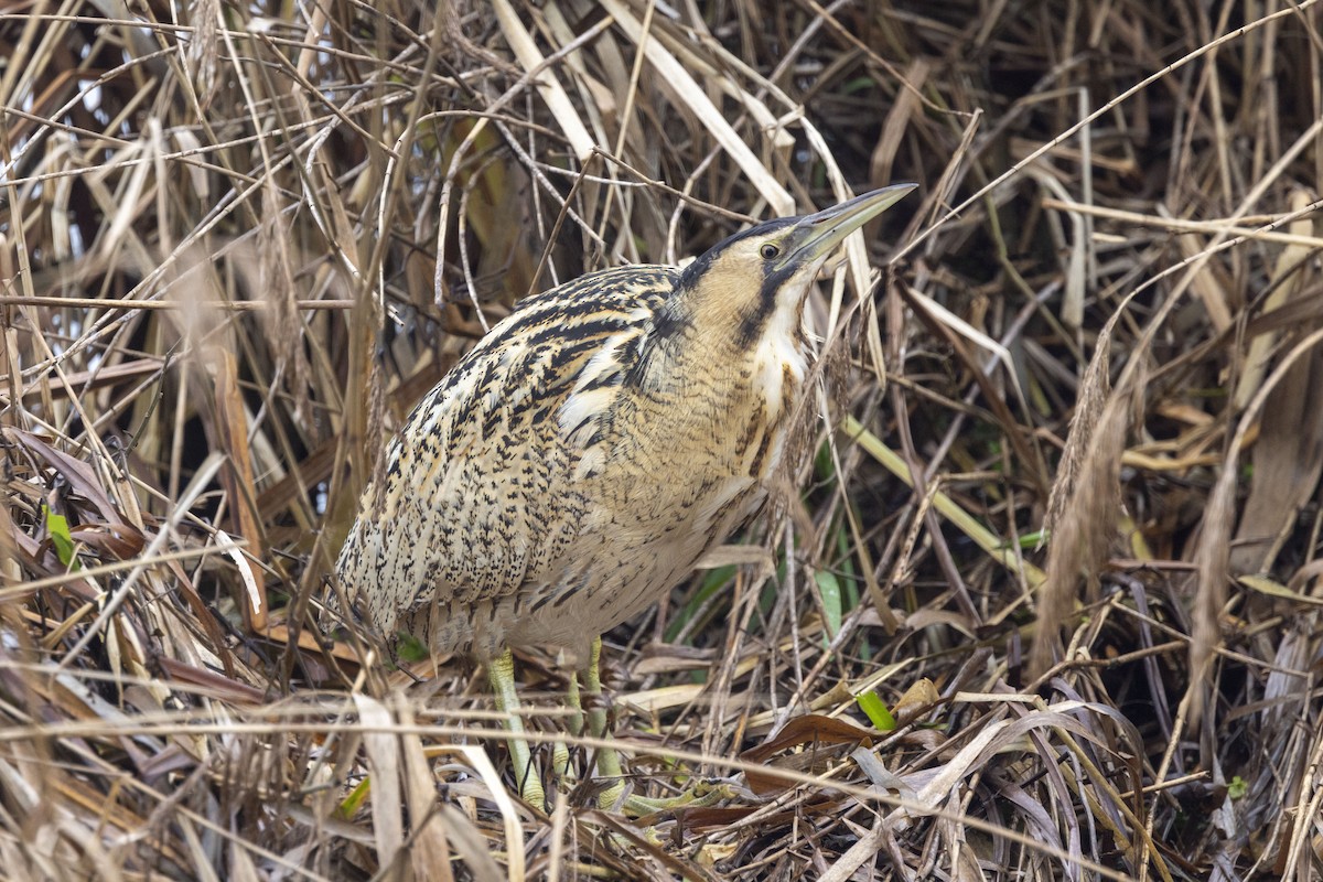 サンカノゴイ - ML525273431