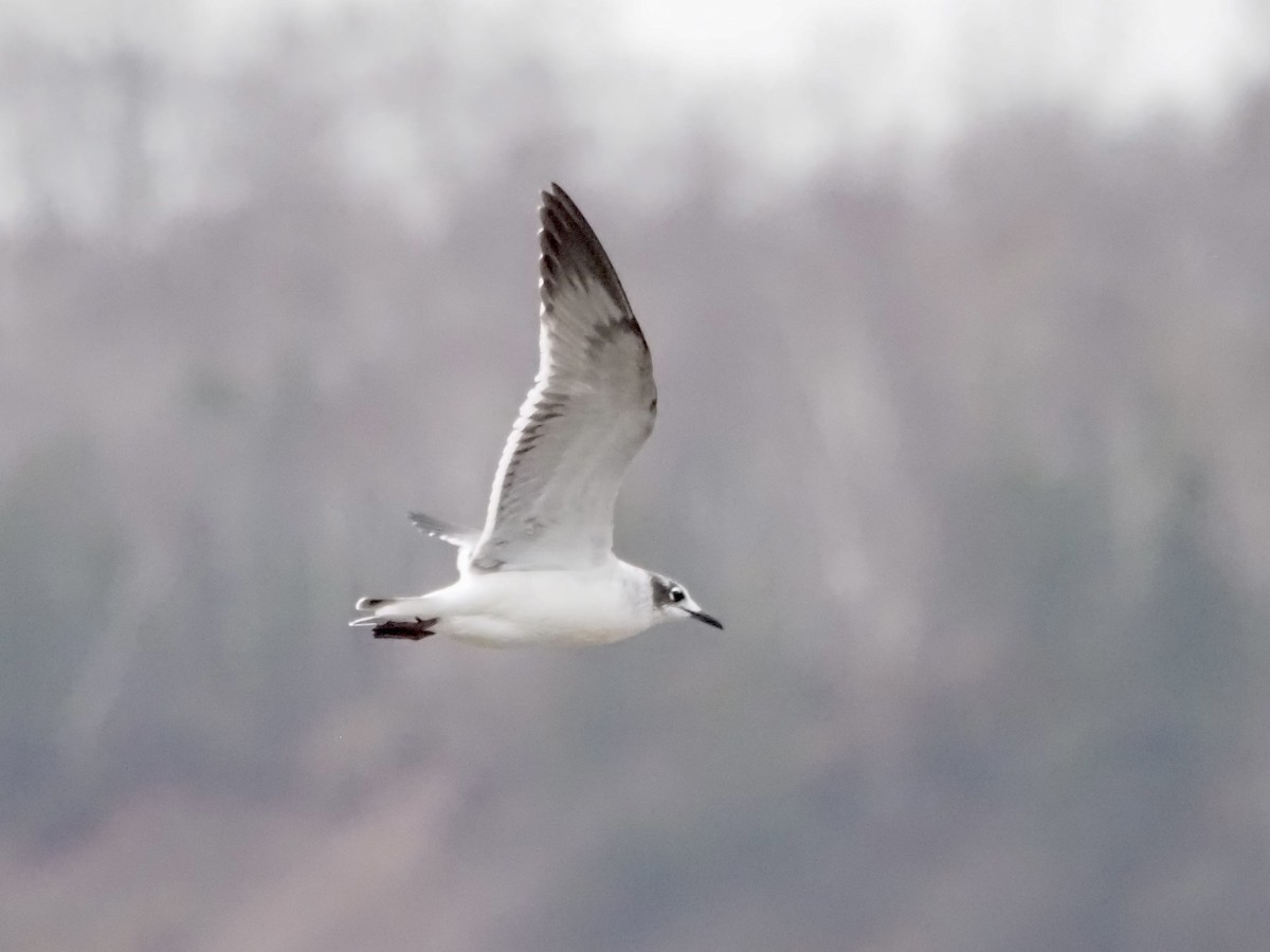 Franklin's Gull - ML525274901