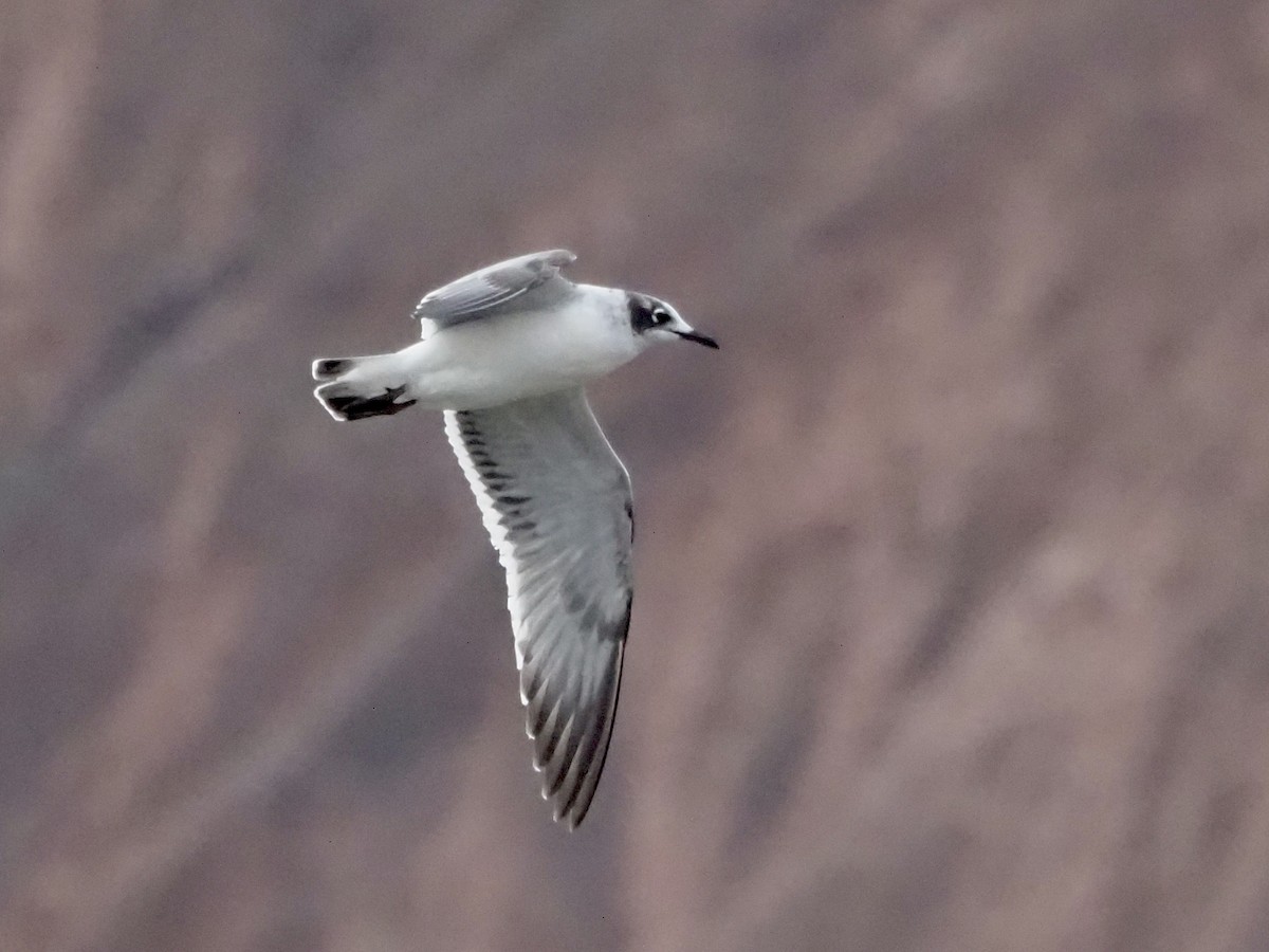 Franklin's Gull - ML525274921