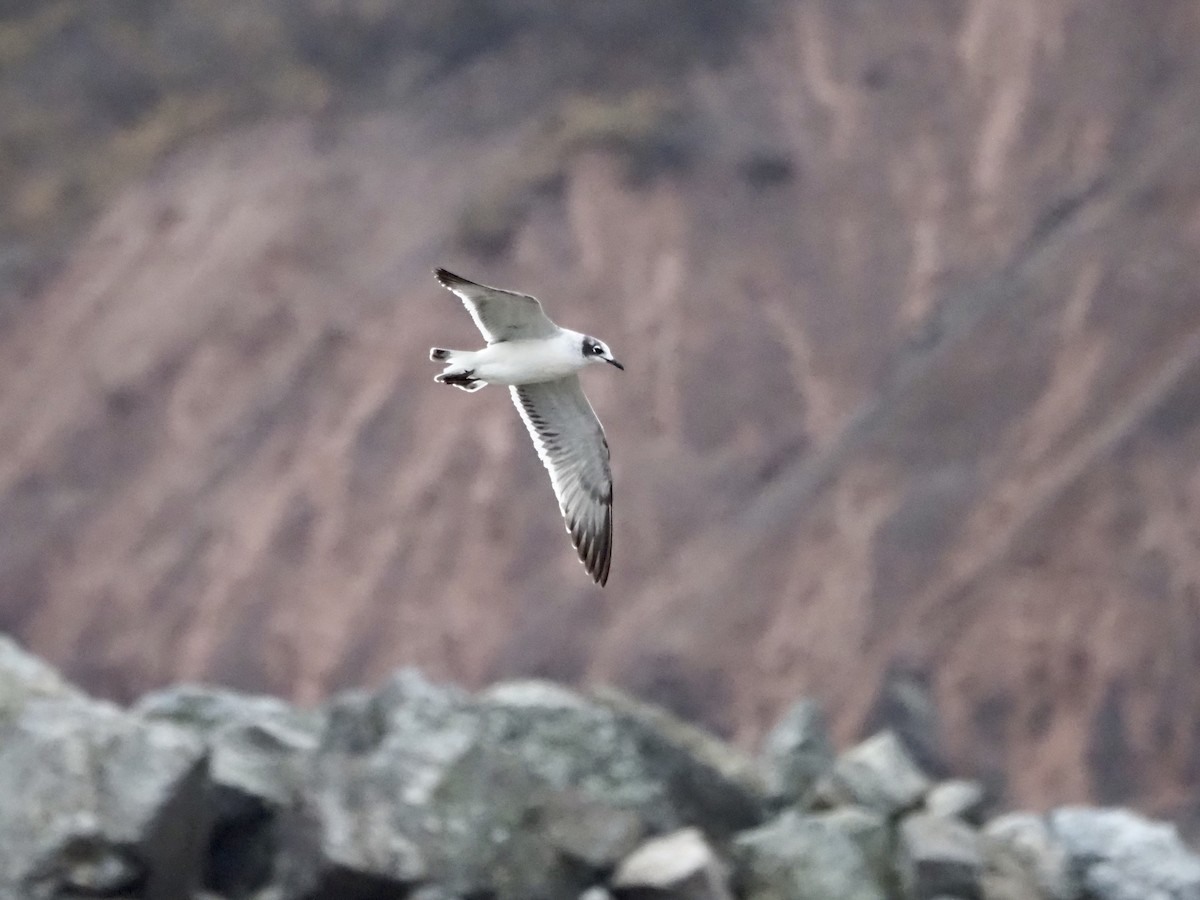 Franklin's Gull - ML525274931