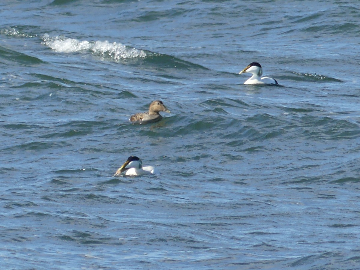 Common Eider - ML52527551