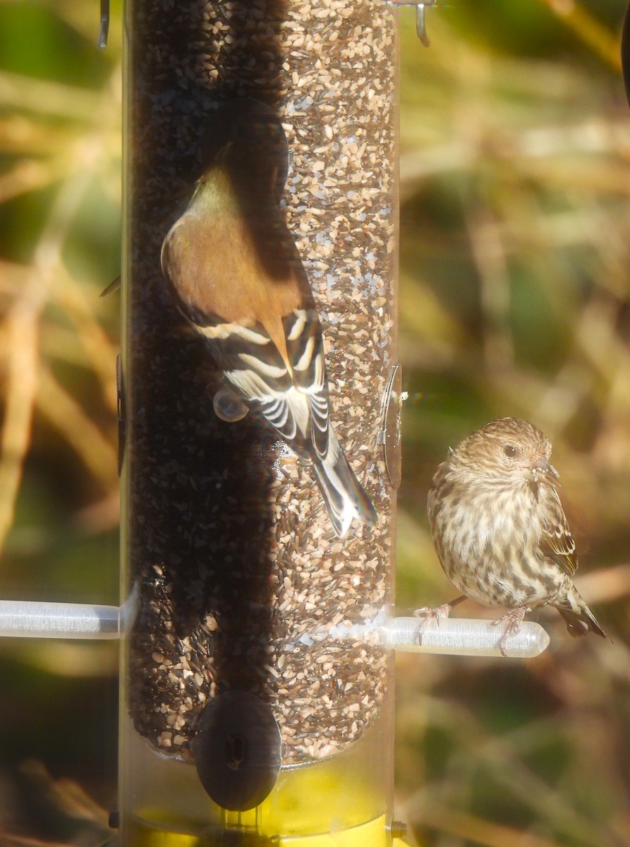 Pine Siskin - ML525276061