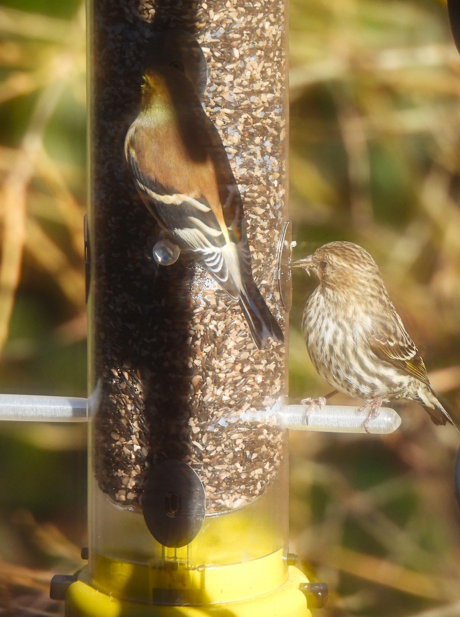 Pine Siskin - ML525276071