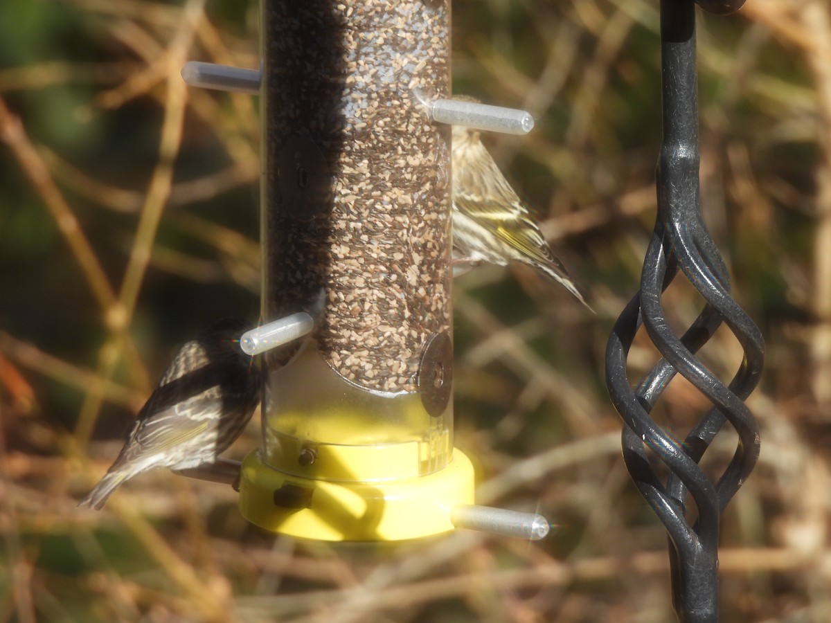 Pine Siskin - ML525276091