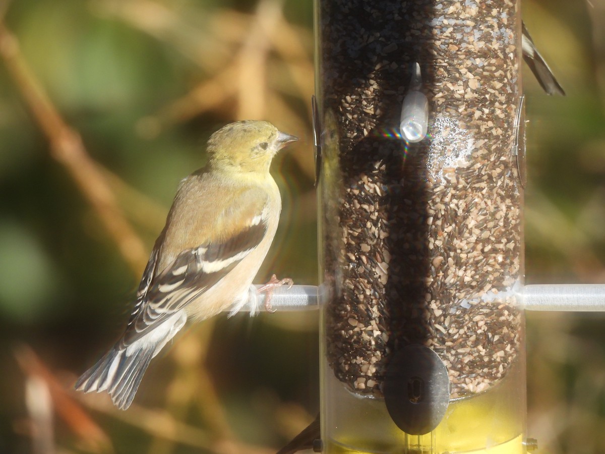 American Goldfinch - Jennifer Wilson-Pines