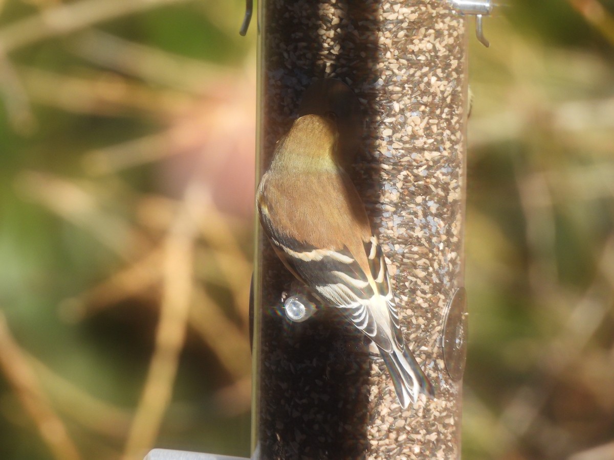 American Goldfinch - ML525276351