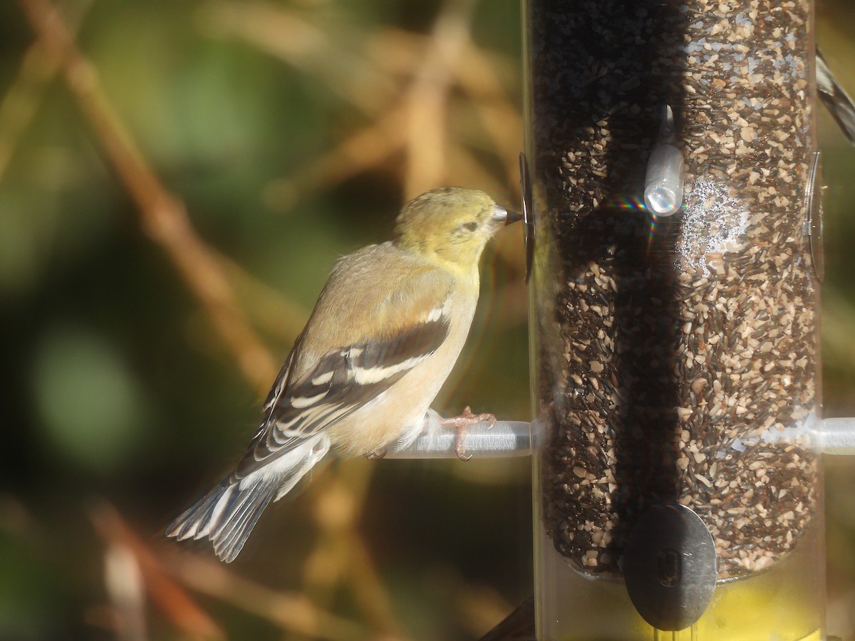 American Goldfinch - ML525276361