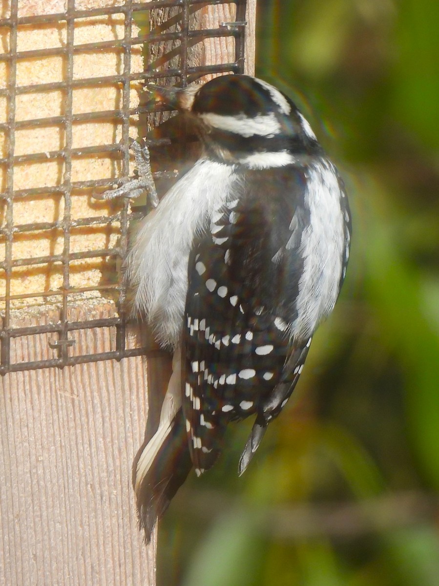 Hairy Woodpecker - ML525276481