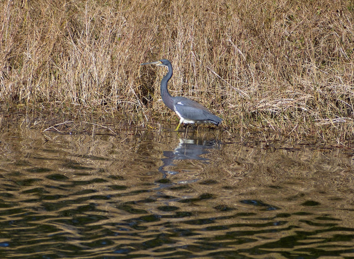 Tricolored Heron - ML525276901