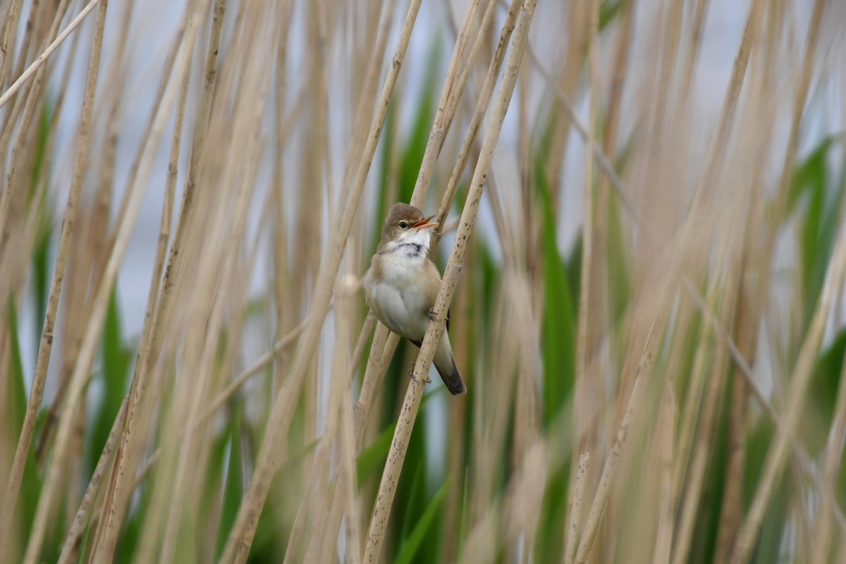 Common Reed Warbler - ML525277011