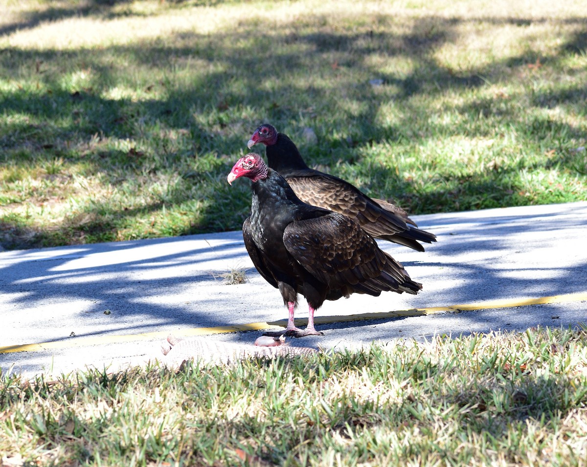 Turkey Vulture - ML525277221