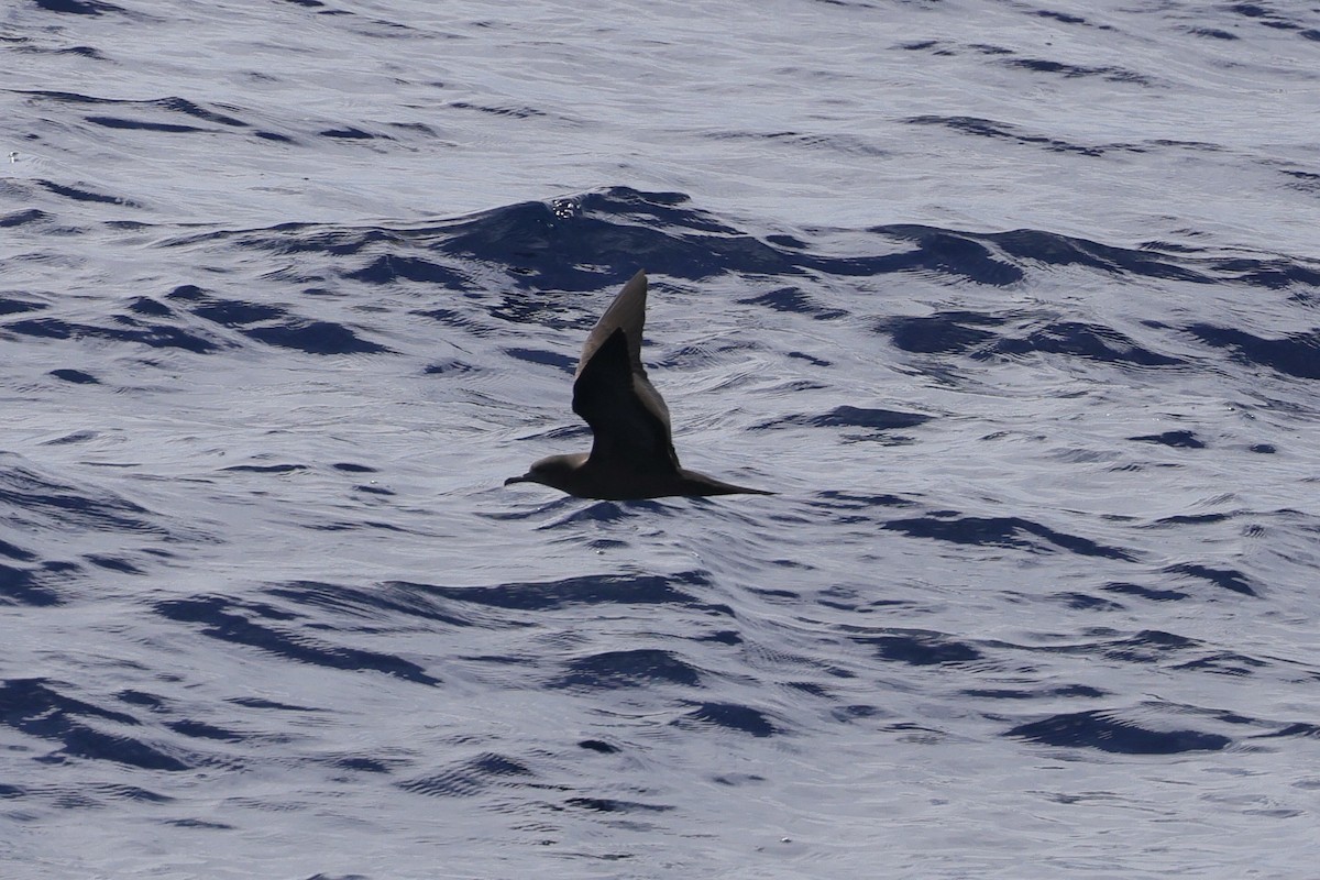 Wedge-tailed Shearwater - ML525277371