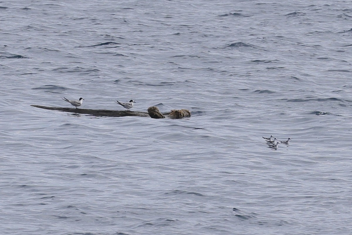 Red-necked Phalarope - ML525278371