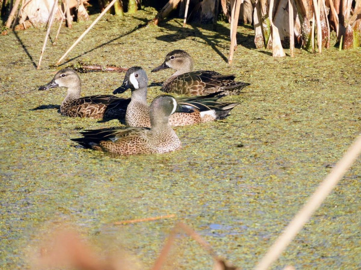 Blue-winged Teal - patricia kuzma sell