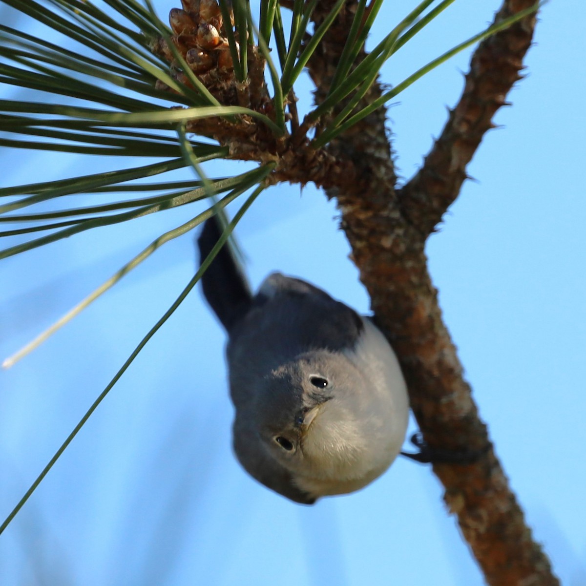 Blue-gray Gnatcatcher - ML525281291