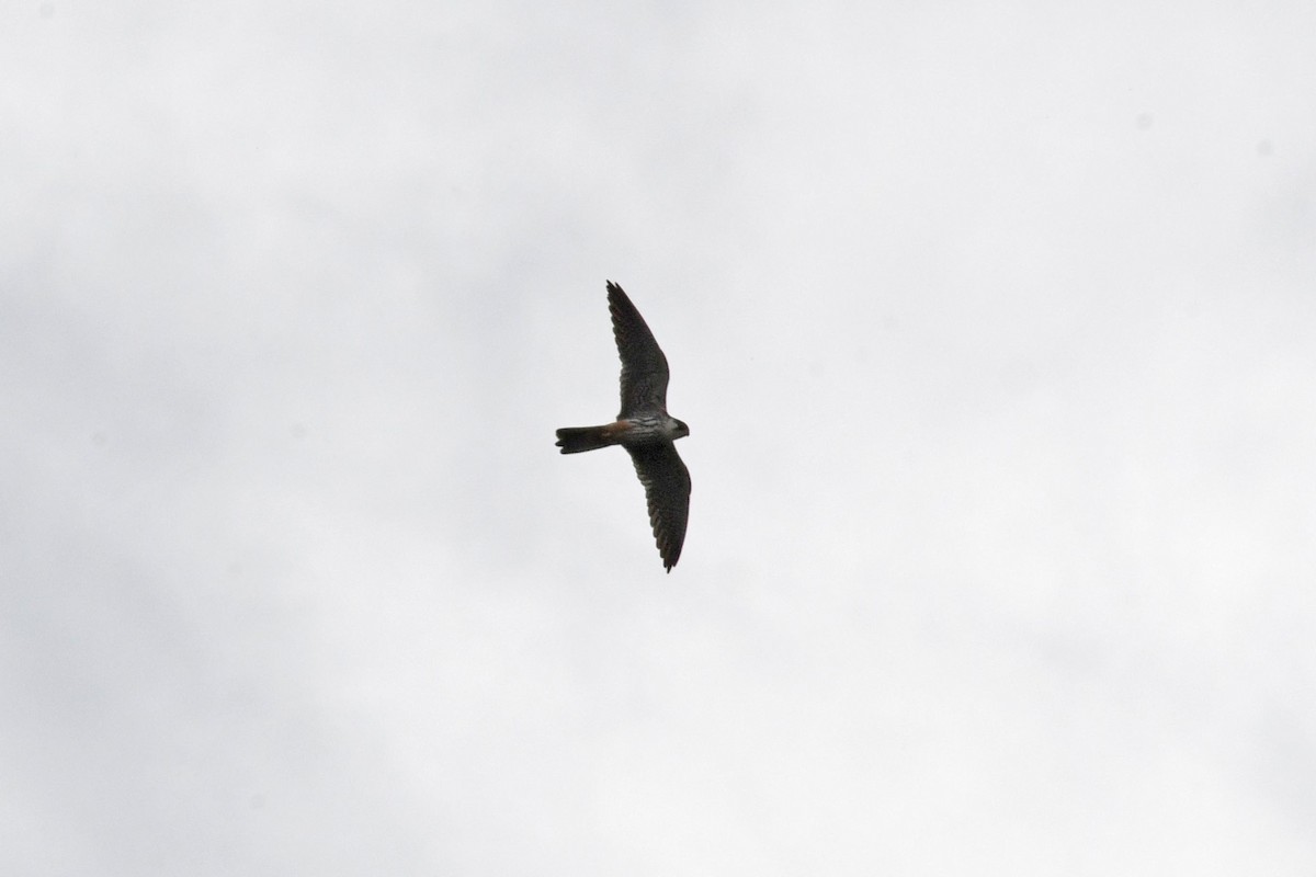 Eurasian Hobby - ML525282671