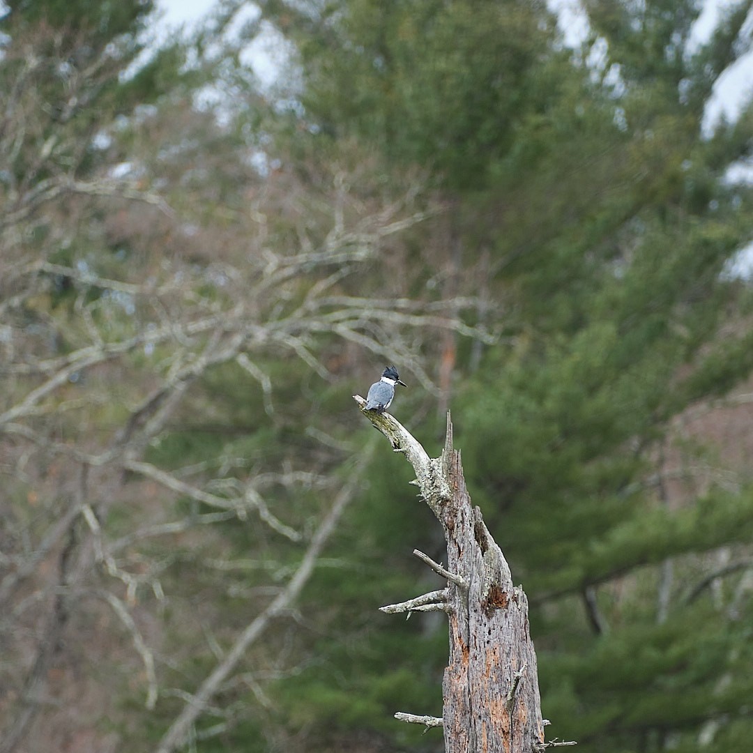 Belted Kingfisher - ML525284411