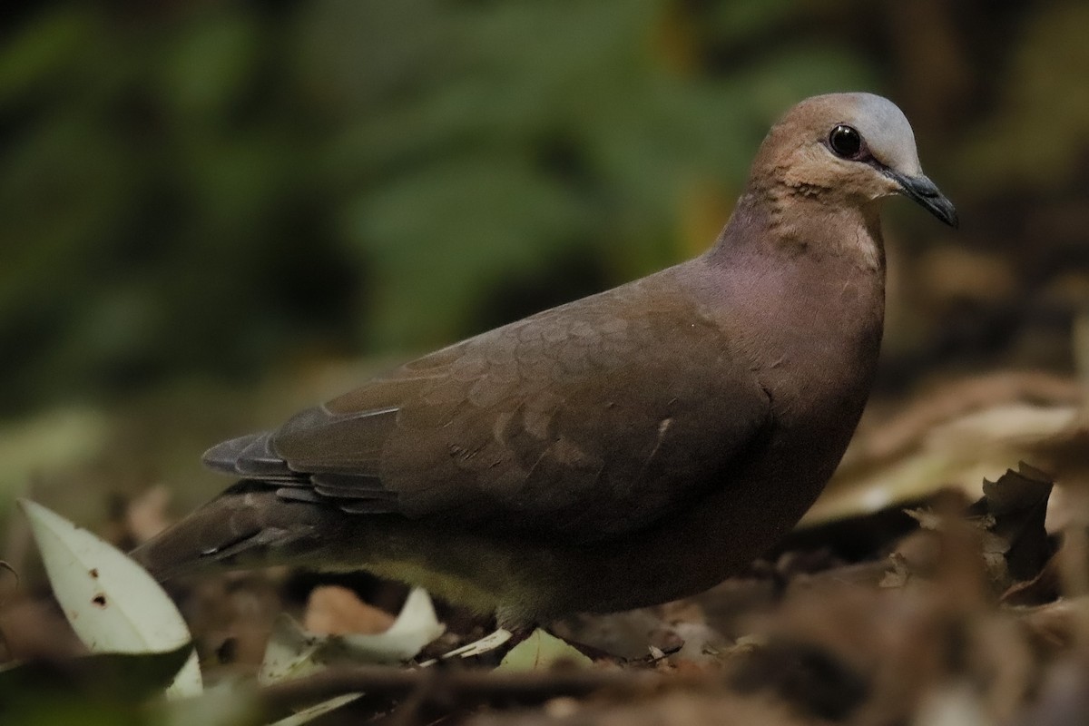 Gray-fronted Dove - ML525284461
