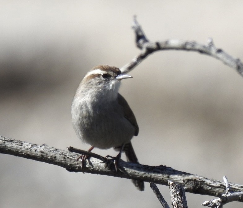 Bewick's Wren - ML525284681