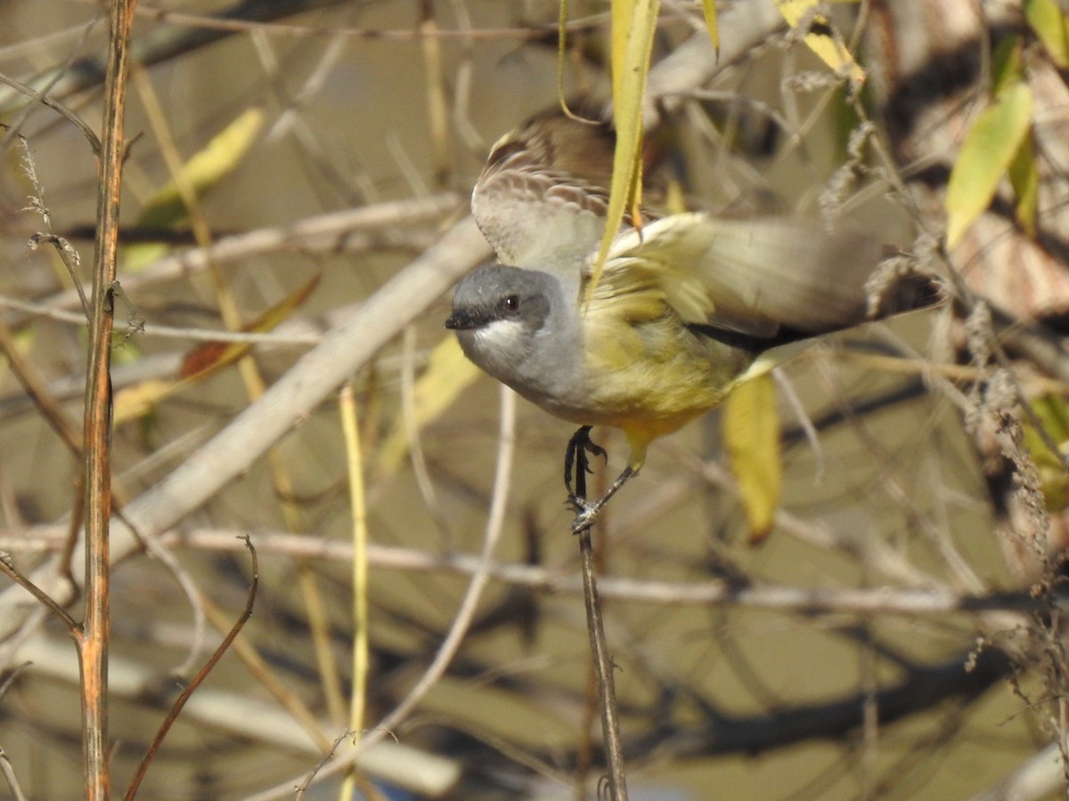 Cassin's Kingbird - ML525285441