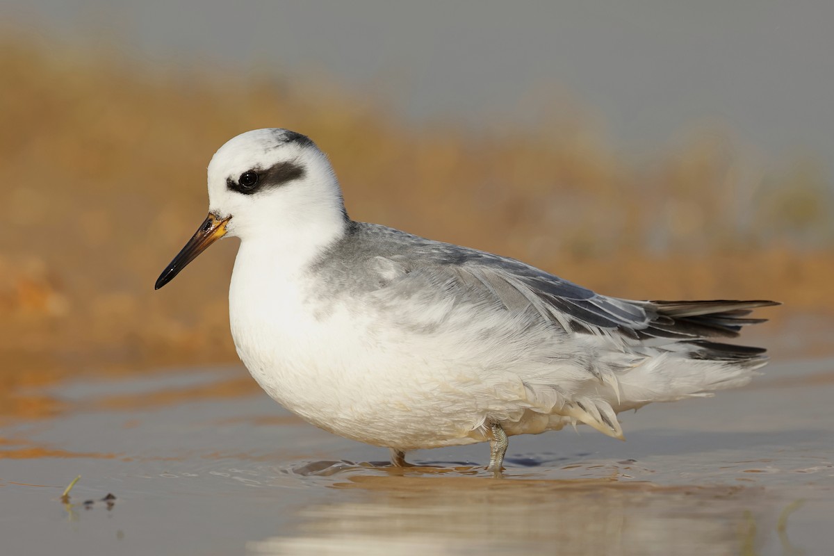 Red Phalarope - ML525285471