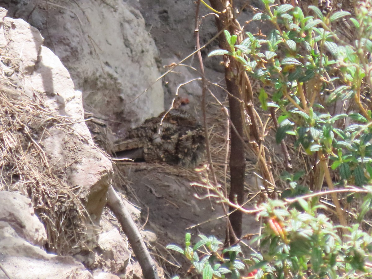 Band-winged Nightjar - ML525285861