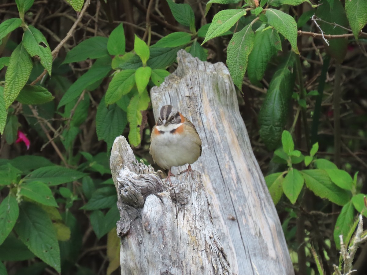 Rufous-collared Sparrow - ML525286921