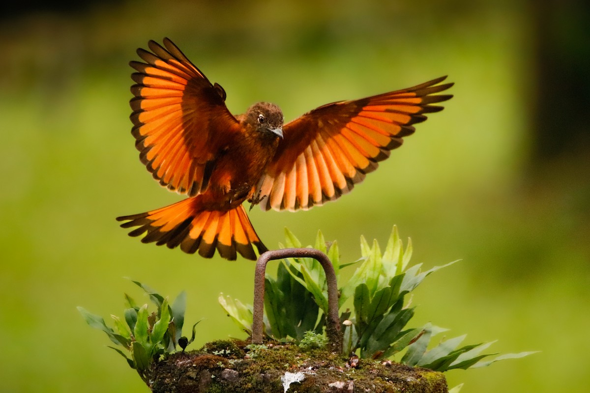 Cliff Flycatcher - ML525288501