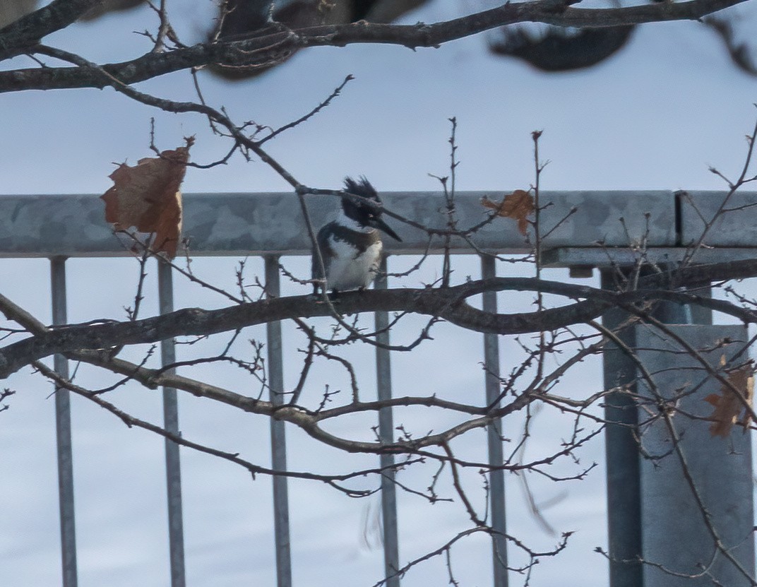 Belted Kingfisher - ML525288511