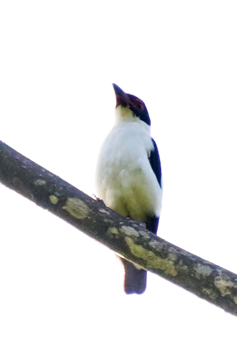 Black-tailed Tityra - ML525289371