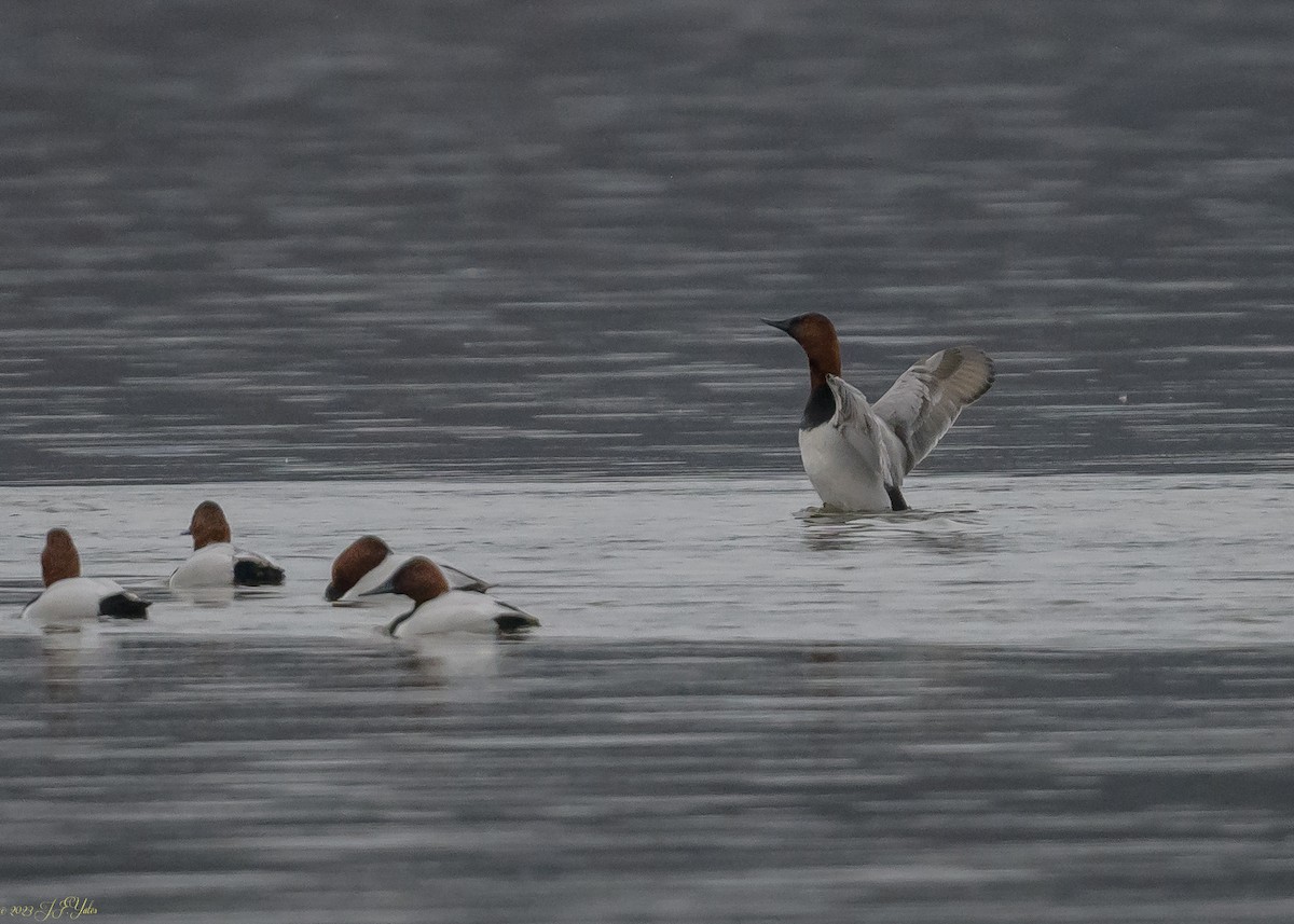 Canvasback - ML525289901