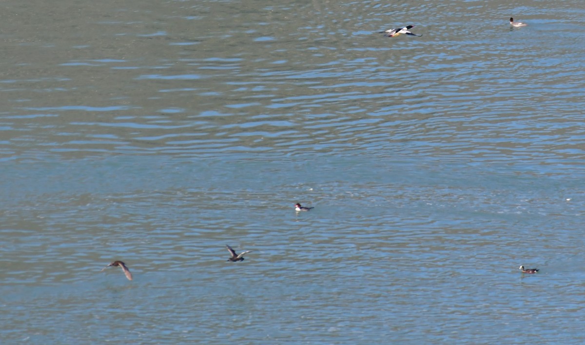 American Wigeon - Jeff Flach