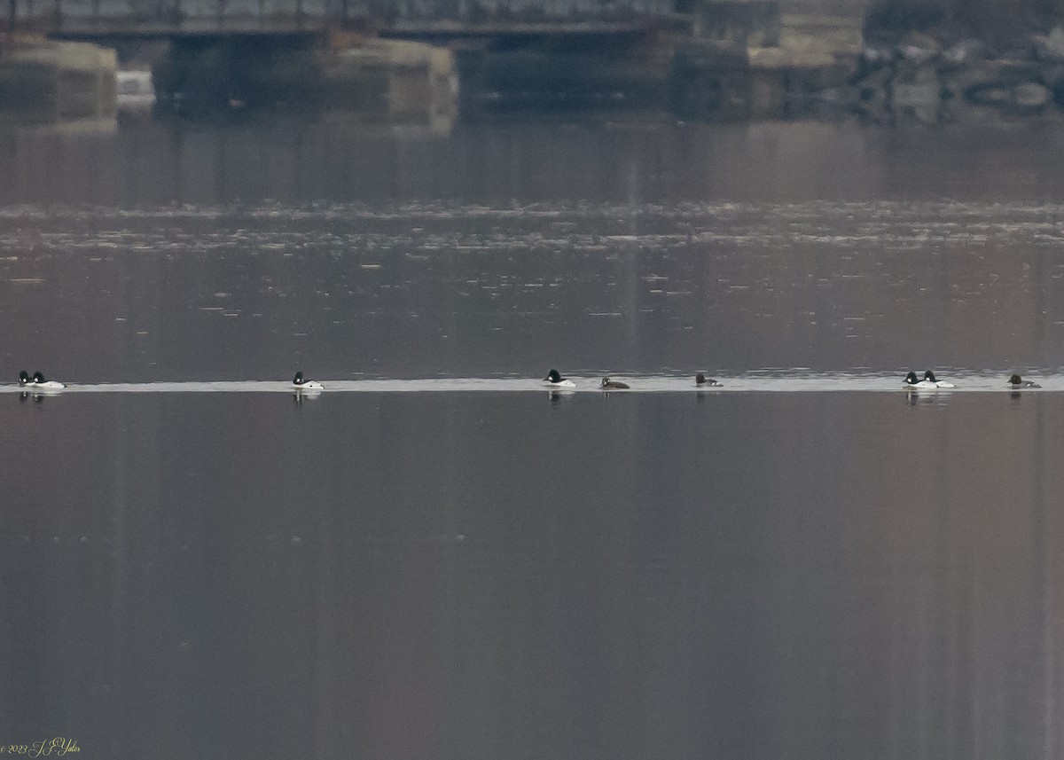 Harlequin Duck - ML525289981