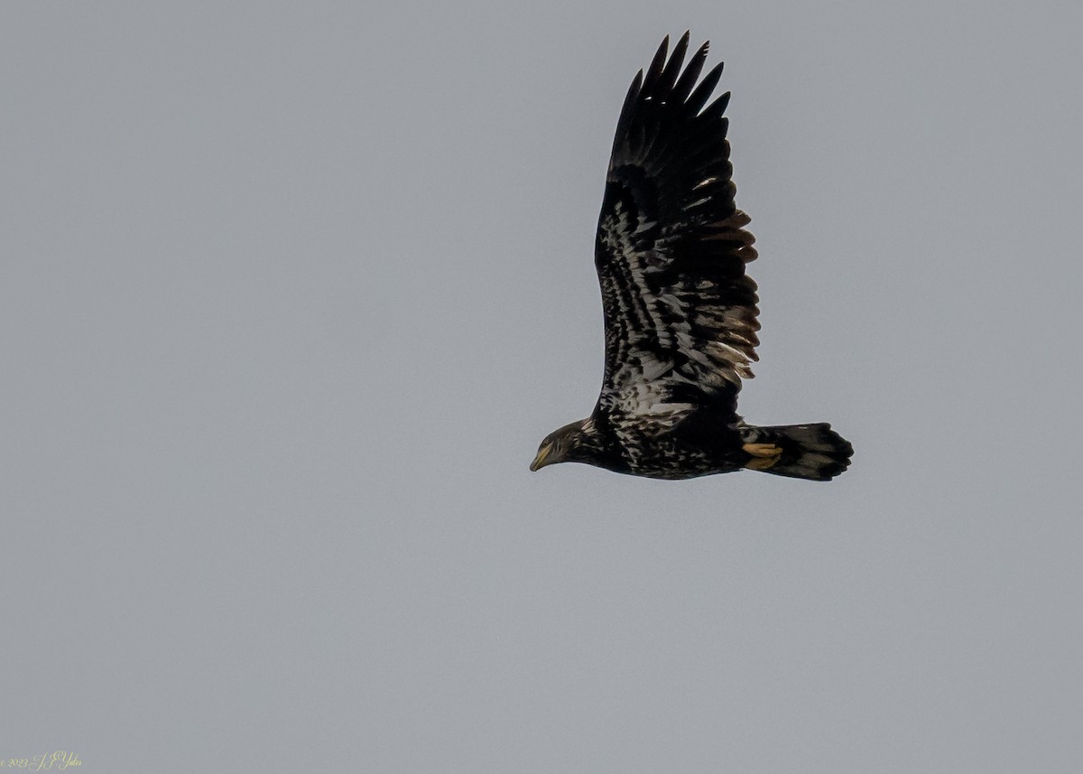 Weißkopf-Seeadler - ML525290081