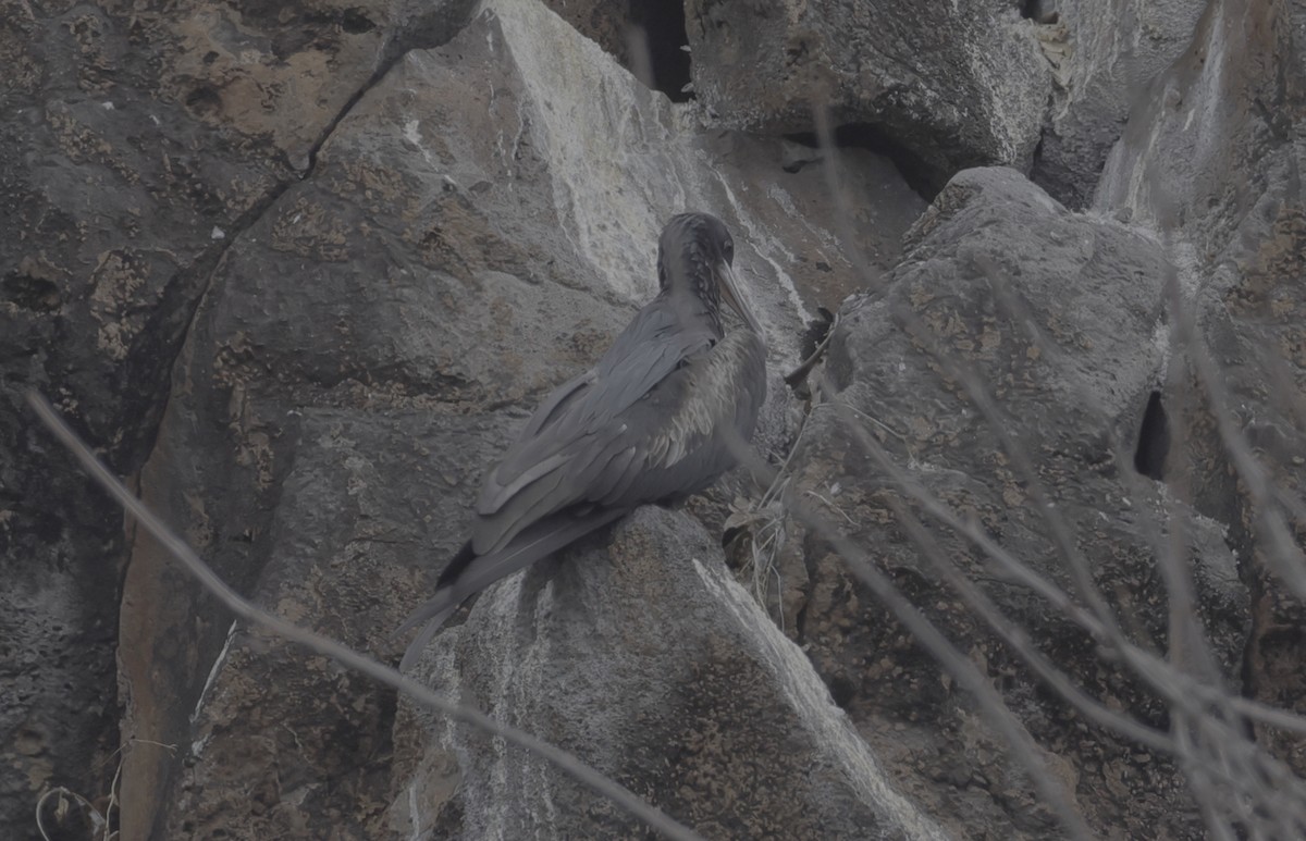 Magnificent Frigatebird - ML525292881