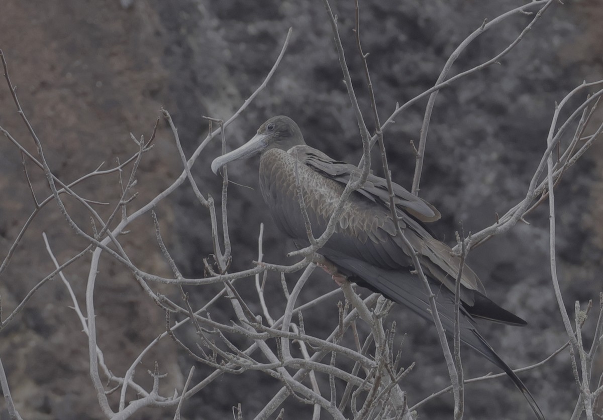 Magnificent Frigatebird - ML525292891