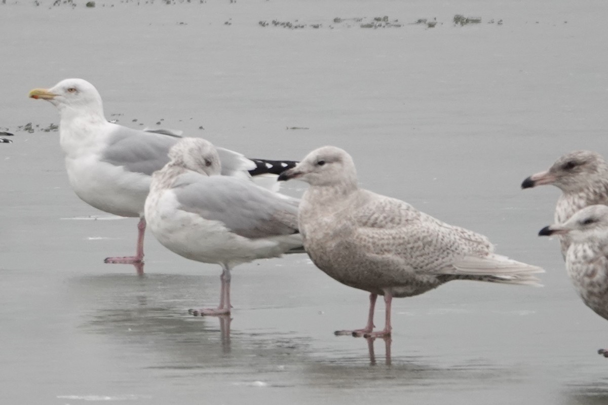 Goéland arctique - ML525293301